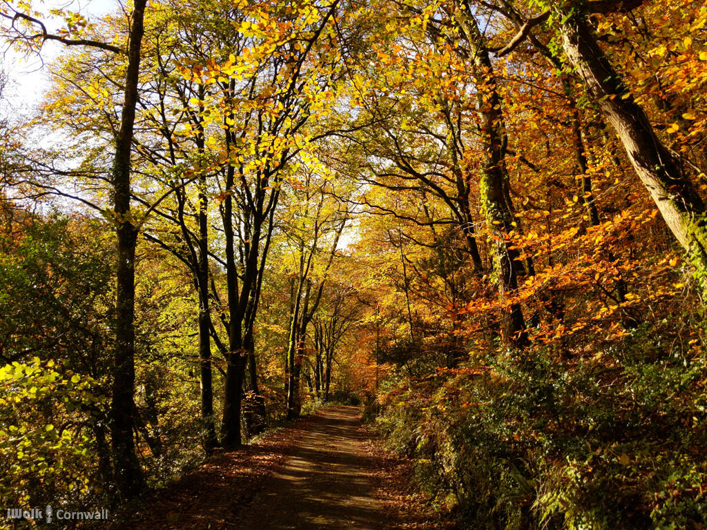 Kilminorth Woods and the Giant's Hedge circular walk