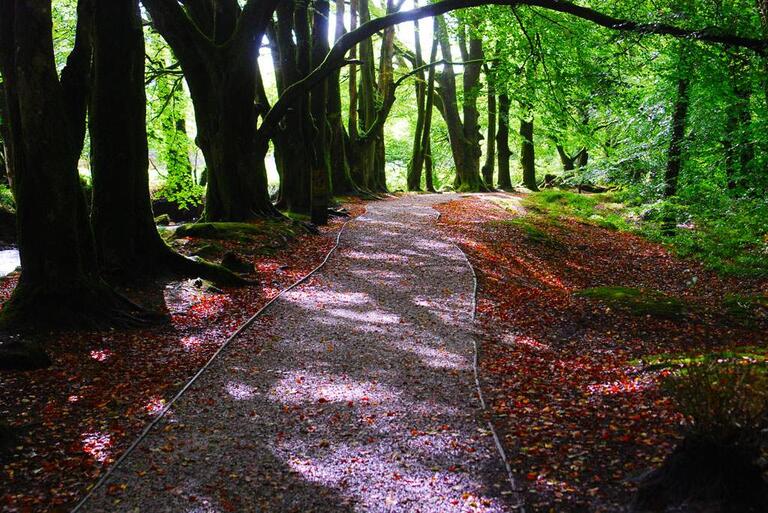 Golitha Falls and Siblyback Lake circular walk