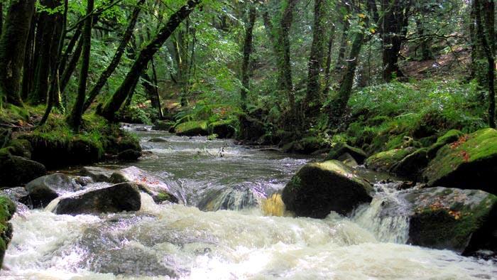 Circular walks beside the River Fowey