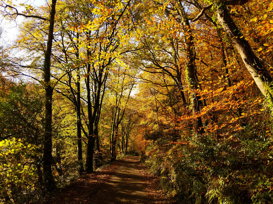 Kilminorth Woods and the Giant's Hedge circular walk