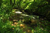 the Par River, Cornwall