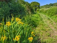 Irises in the Carminowe Valley
