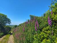 Foxgloves near Lanow